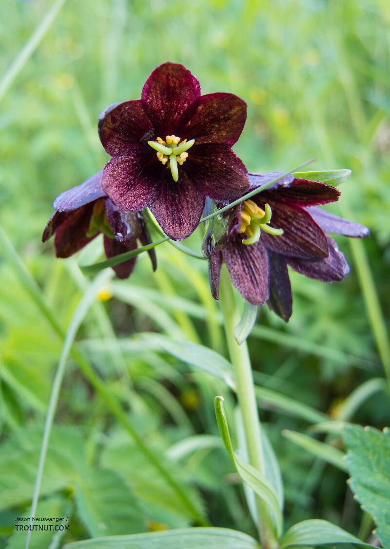 Kamchatka lily (Fritillaria camschatcensis), also known as the chocolate lily.

From Clearwater Mountains in Alaska