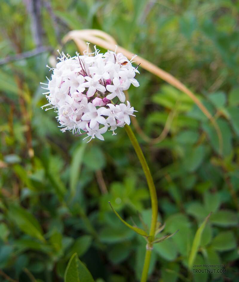 Valeriana capitata

From Clearwater Mountains in Alaska