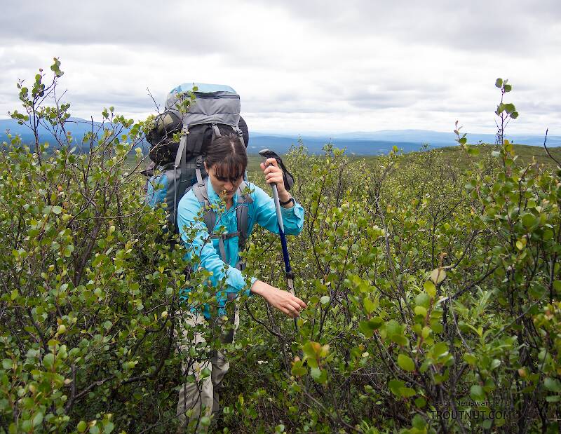 My wife bushwhacks through some dwarf birch on our way up into the mountains. There's no trail.

From Clearwater Mountains in Alaska