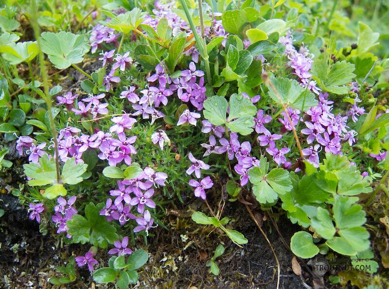 Moss campion (Silene acaulis)

From Clearwater Mountains in Alaska