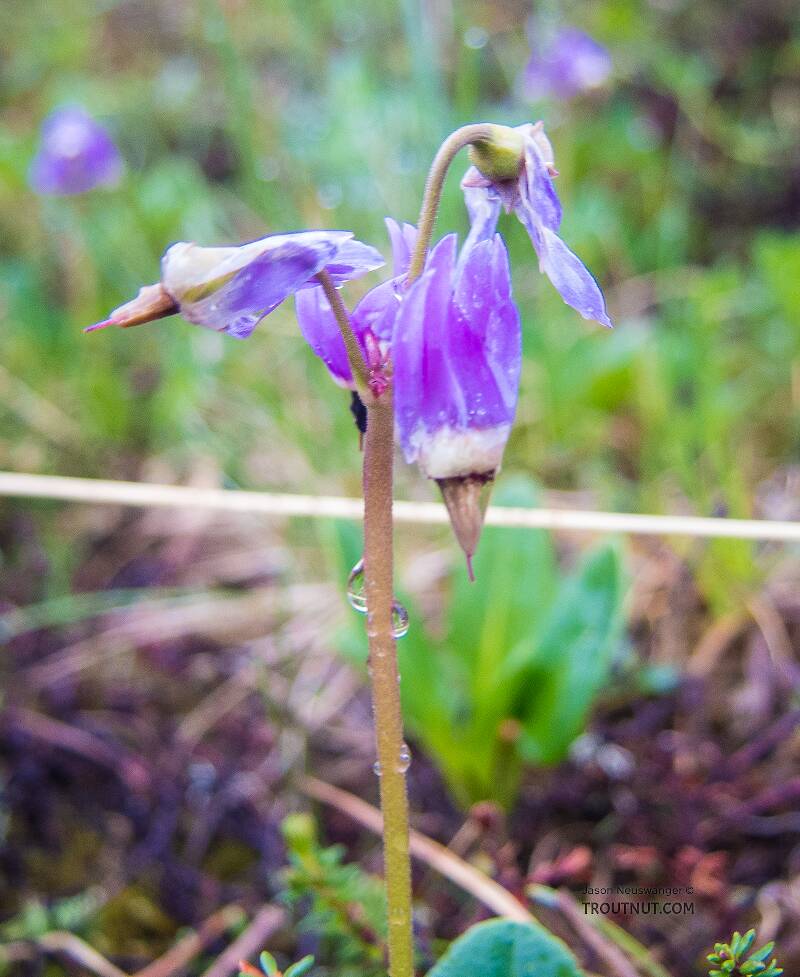 Frigid shooting star (Dodecatheon frigidum)

From Clearwater Mountains in Alaska