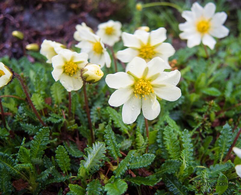 Mountain avens (Dryas octopetala)

From Clearwater Mountains in Alaska