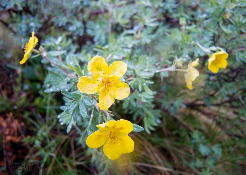 Tundra rose (Potentilla fruiticosa)

From Clearwater Mountains in Alaska