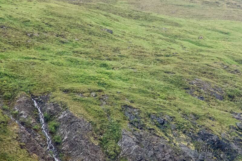 Lone bull caribou. This mid-sized bull is grazing in the upper right corner of this picture, in a high meadow above a cliff half-way up a mountain.

From Clearwater Mountains in Alaska