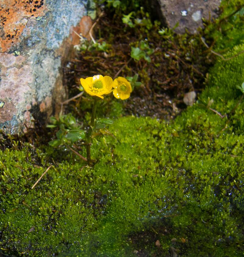 Dwarf buttercup (Ranunculus pygmaeus)

From Clearwater Mountains in Alaska