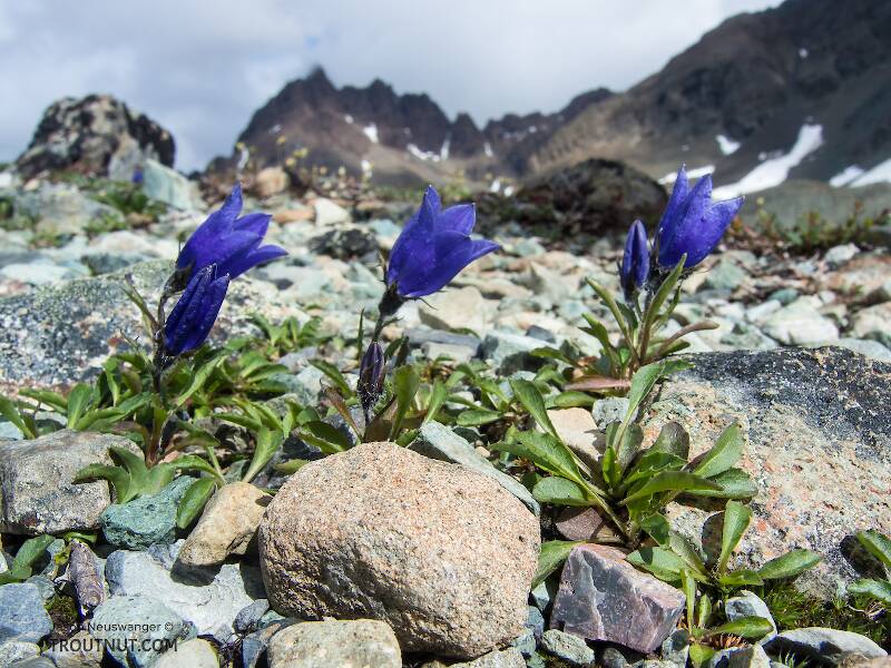 Mountain harebell (Campanula lasiocarpa)

From Clearwater Mountains in Alaska