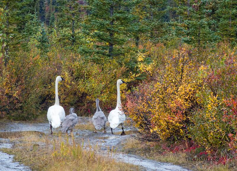 Waddling swans with their signets

From Denali Highway in Alaska
