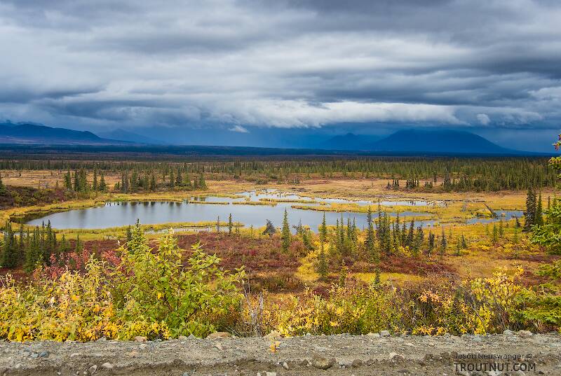 Tundra puddle

From Denali Highway in Alaska