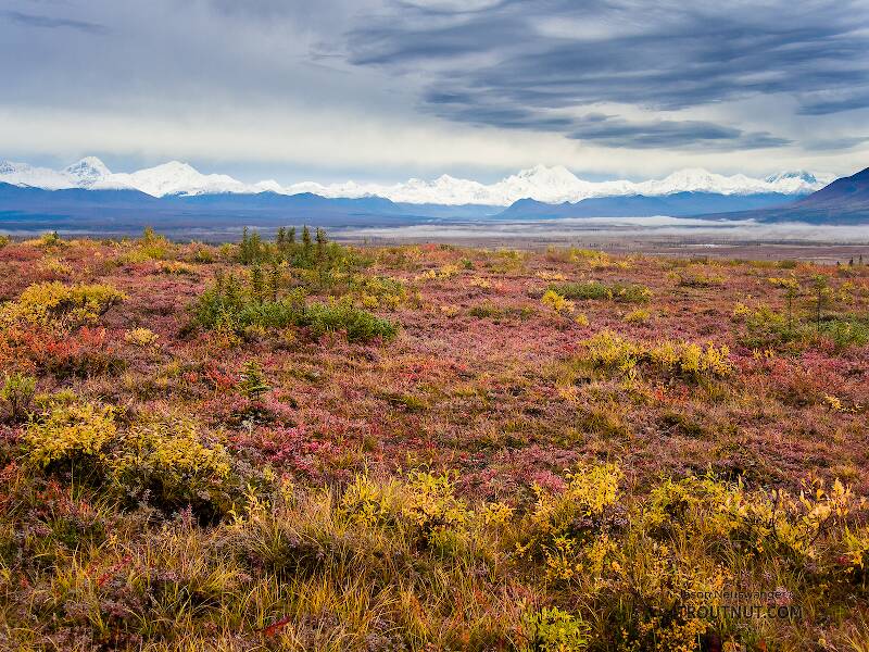 Alaska Range and fall colors

From Denali Highway in Alaska