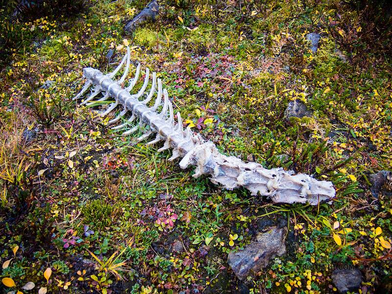 Caribou backbone. The sawed-off ribs on this partial caribou skeleton mean it was killed by a hunter. Given the location, it might be my bull from last year. It's nice to see how quickly the tundra animals made use of everything that remained.

From Clearwater Mountains in Alaska