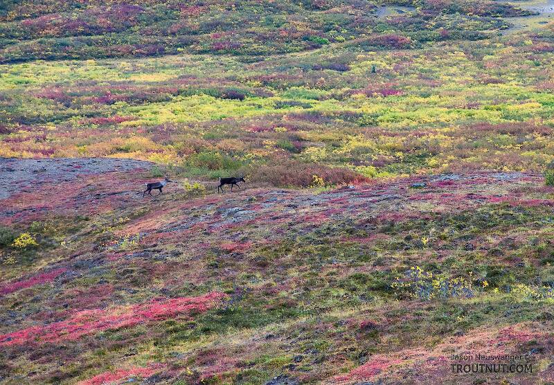 Two cow caribou. As caribou often do, these two cows appeared out of nowhere in the middle of a valley bottom we'd been watching for an hour.

From Clearwater Mountains in Alaska