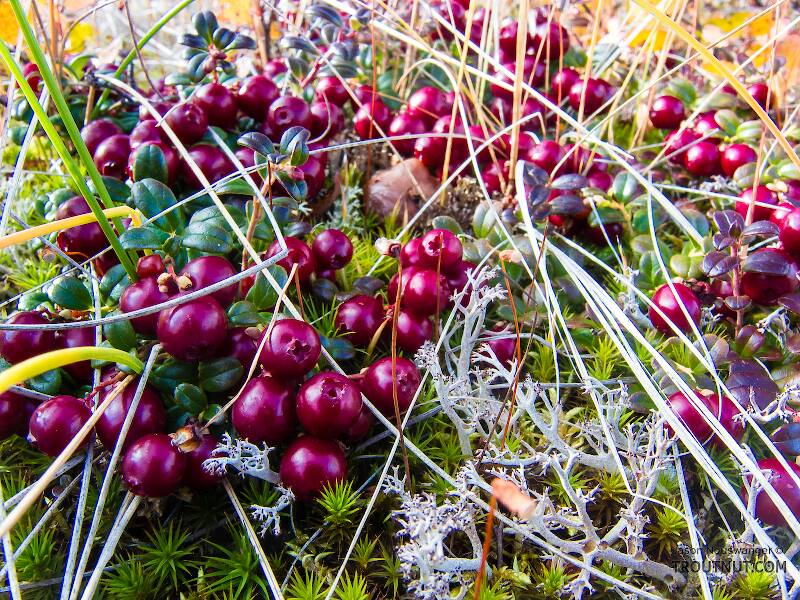 Lingonberries (low-bush cranberries)

From Murphy Dome in Alaska