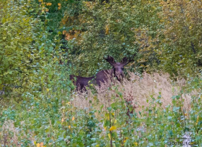Moose taunting me. This bull moose with little paddle antlers was in an "any bull" area near Fairbanks. I could have put him in the freezer if I hadn't signed up for the guaranteed Denali Highway caribou permit (which prevents me from moose hunting anywhere else).

From Cache Creek Road in Alaska