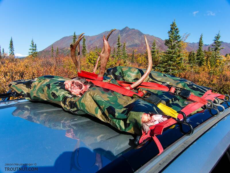 Packed up and ready to go. This was a great way to transport the meat. It stayed cool, didn't stink up the car, and didn't even get dusty at all from the dry road.

From Clearwater Mountains in Alaska