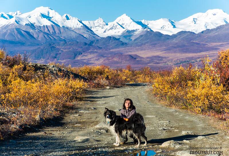 Lena and Taiga on the Maclaren River Trail. This trail heads north toward the Maclaren Glacier and West Fork of the Maclaren River, uphill on the west side of the Maclaren River.

From the Maclaren River Trail in Alaska