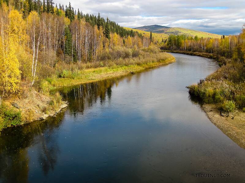 View upstream from Elliott  Highway bridge

From the Chatanika River in Alaska
