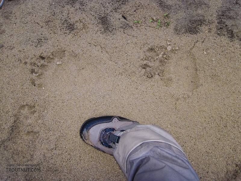 Really big (for this area) grizzly tracks next to a size 12 wading boot.

From the Chatanika River in Alaska