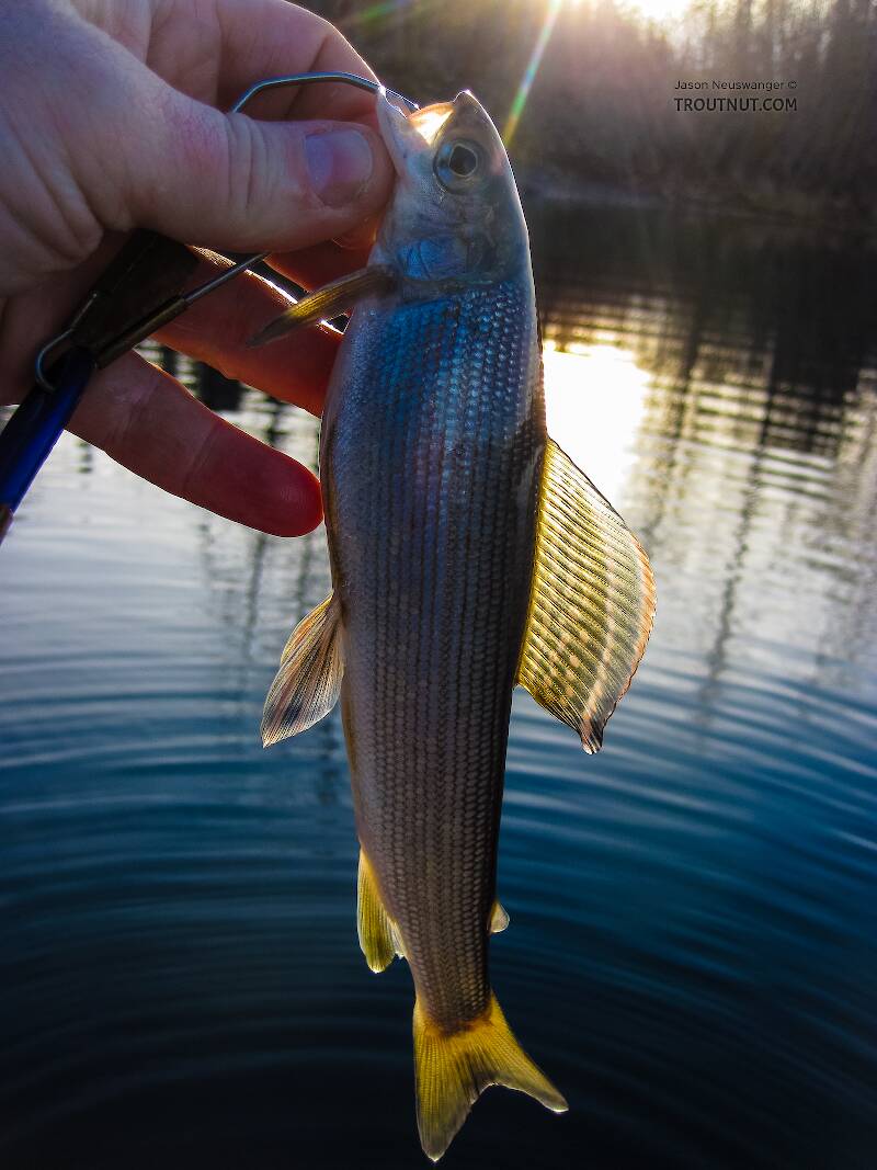 Even stocker grayling are pretty. I planned to keep this one for dinner if it was the first of many, but the others weren't biting and the stringer hadn't done any permanent damage, so I released it unharmed.