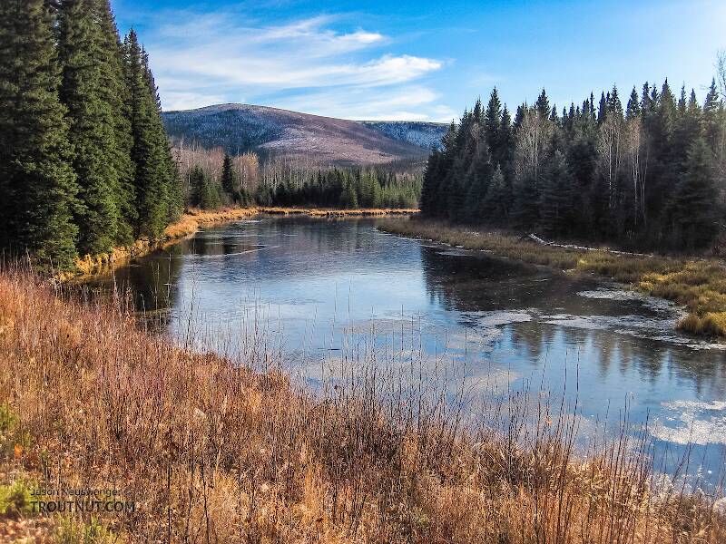This little slough along Chena Hot Springs Road was beginning to freeze over, but the main river was not.

From the Chena River in Alaska
