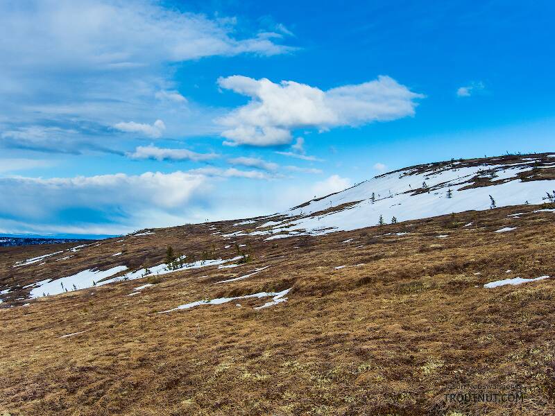 Abandoned ptarmigan habitat. I found a few white feathers from birds molting out of their winter plumage, but didn't see or hear any live ptarmigan.

From Murphy Dome in Alaska