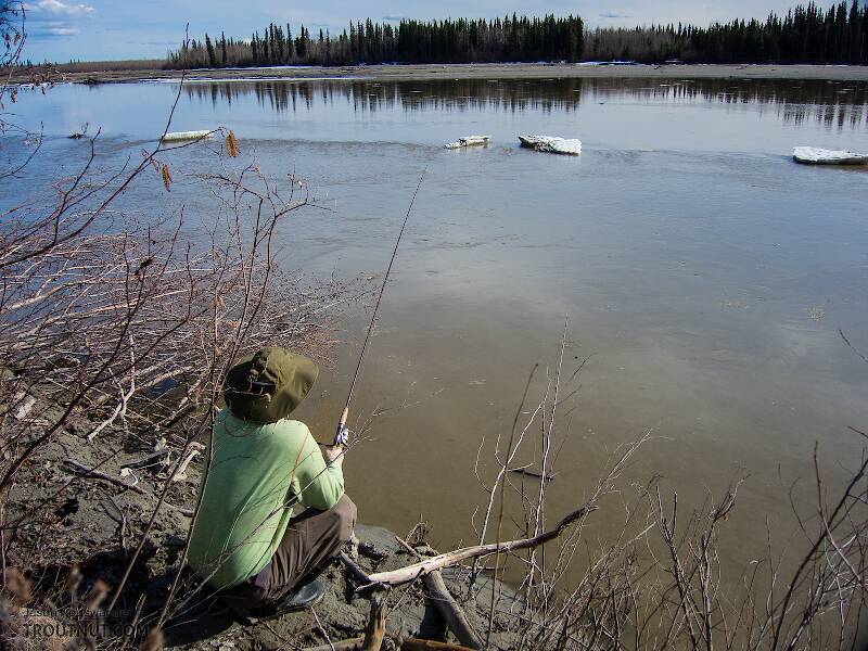 Trying for burbot. I've taken a few small ones on setlines in this eddy in the past, but never tried on rod and reel. There were no takers.

From the Tanana River in Alaska