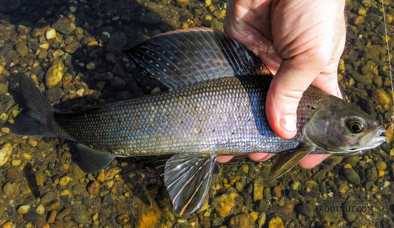 A decent grayling for this stream