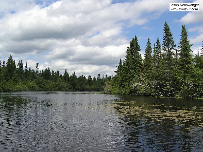 A remote, lake-like stretch of a trout river provides refuge for large, reclusive browns.