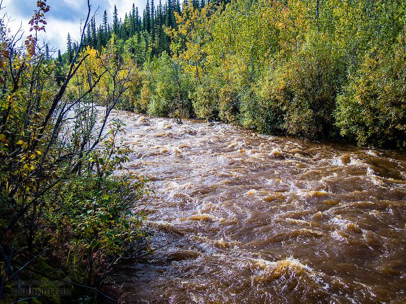 Panguingue Creek running high (upstream)

From Mystery Creek # 170 in Alaska