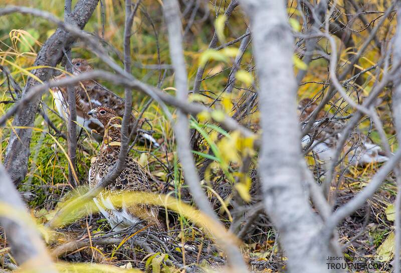 Willow ptarmigan

From Denali National Park in Alaska
