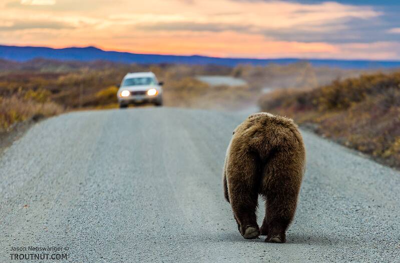 Mooned by a grizzly bear

From Denali National Park in Alaska