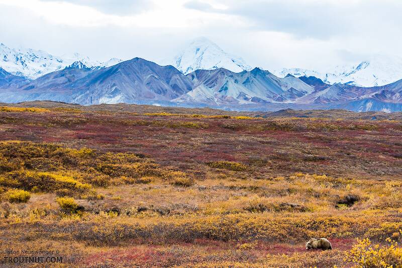 Bear with the base of Denali in the background

From Denali National Park in Alaska