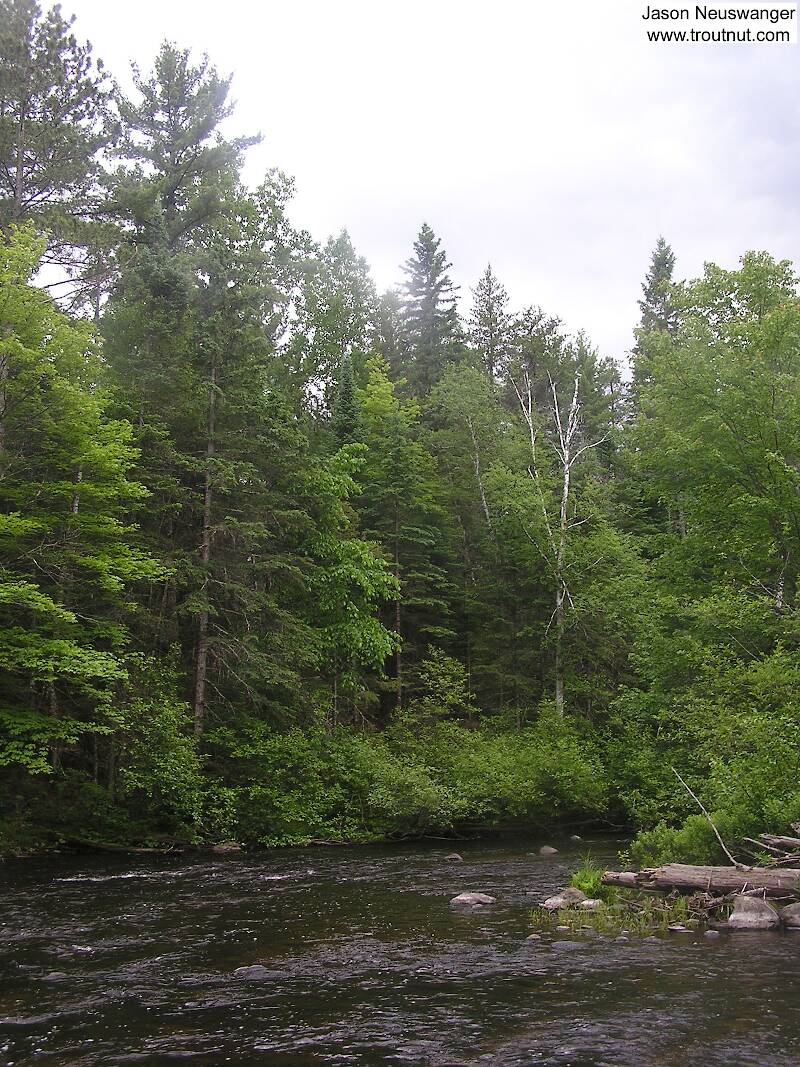 I caught several small trout in this wild and scenic stretch of a wild and scenic river.