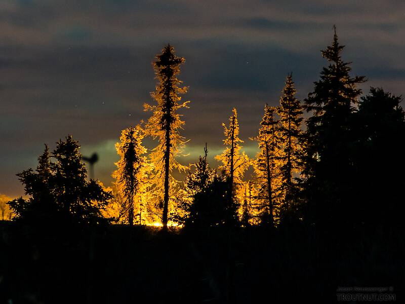 Backlit spruces at sunset

From the Selawik River in Alaska