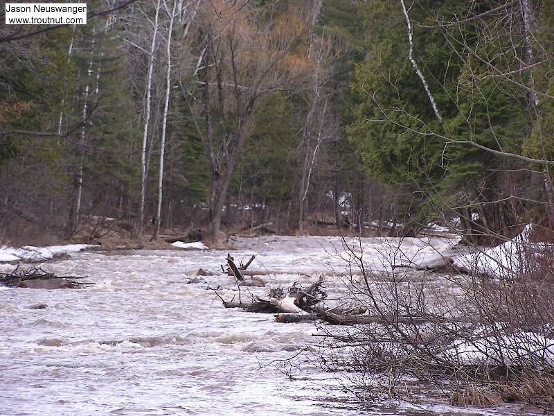 Spring rain has this steelhead river up and roaring.