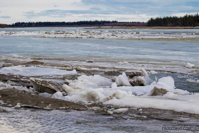 Ice breakup on the Tanana

From the Tanana River in Alaska