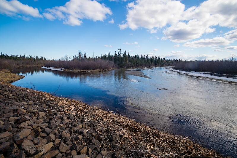 The mouth of Piledriver Slough on the Tanana River

From the Tanana River in Alaska