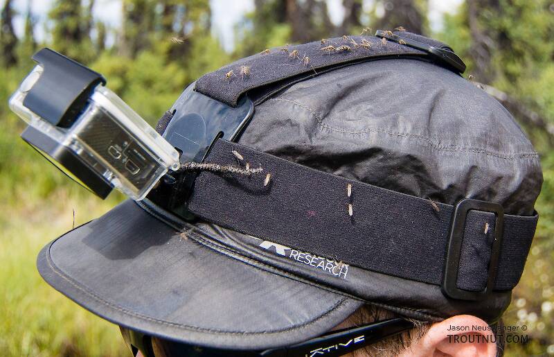 Typical mosquito coverage on my hat during the hike in

From the Gulkana River in Alaska
