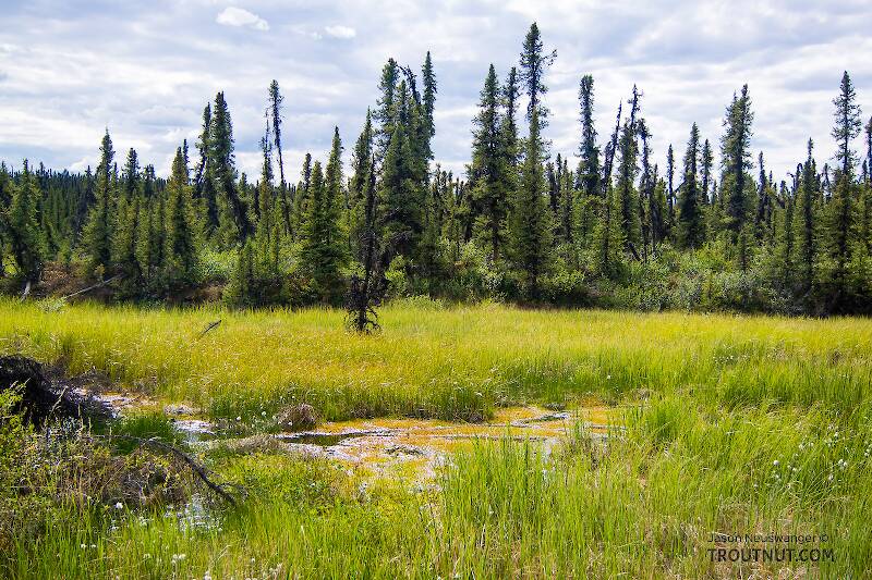 The "trail" often disappeared completely into large swaths of muddy marsh grass or peat bogs

From the Gulkana River in Alaska