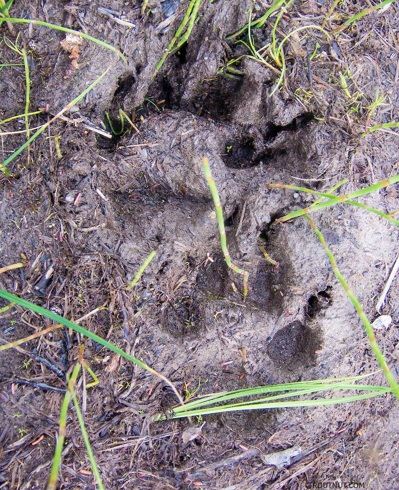 Wolf tracks we found on the trial during the slog out

From the Gulkana River in Alaska