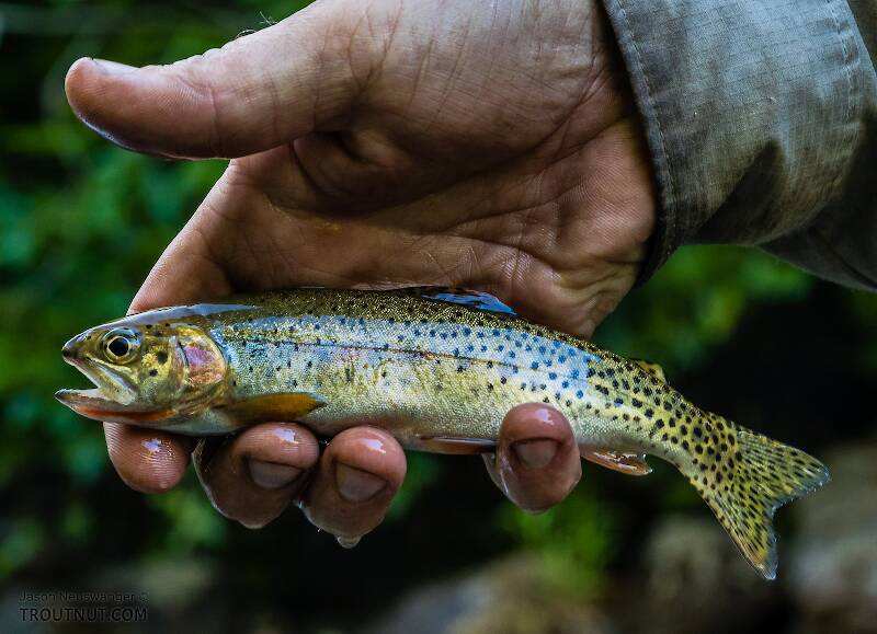 Westslope cutthroat close to home