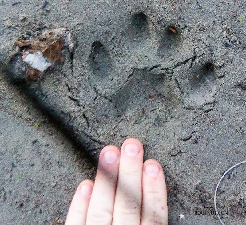 Closeup of a mountain lion track

From the Middle Fork Snoqualmie River in Washington