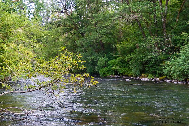 The Cedar River in Washington