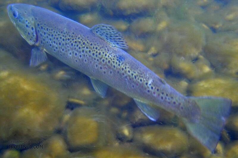 Here's my first trout of 2005, a 17-inch brown, photographed underwater after release.