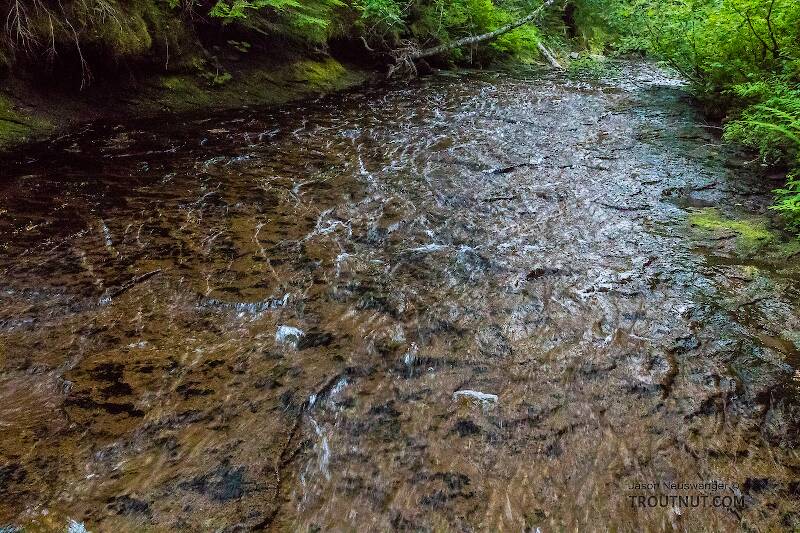 The whole stream fanning out half an inch deep across shallow be

From Mystery Creek # 200 in Washington