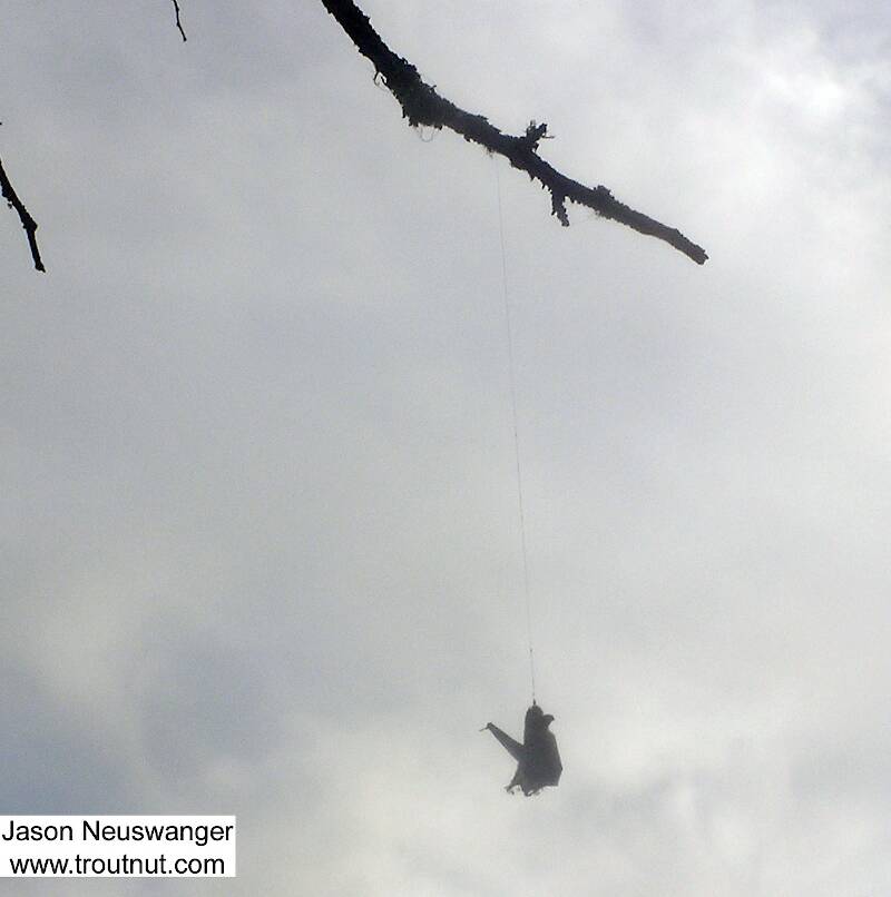 It seems somebody lost a fly on a tree limb as they floated down the river, and this bat flew by and attacked it and got stuck. Either that, or the bat caught their fly as they were fishing and wrapped it around the limb as he was fighting to get away. Either could happen, although the former possibility is a bit more likely.