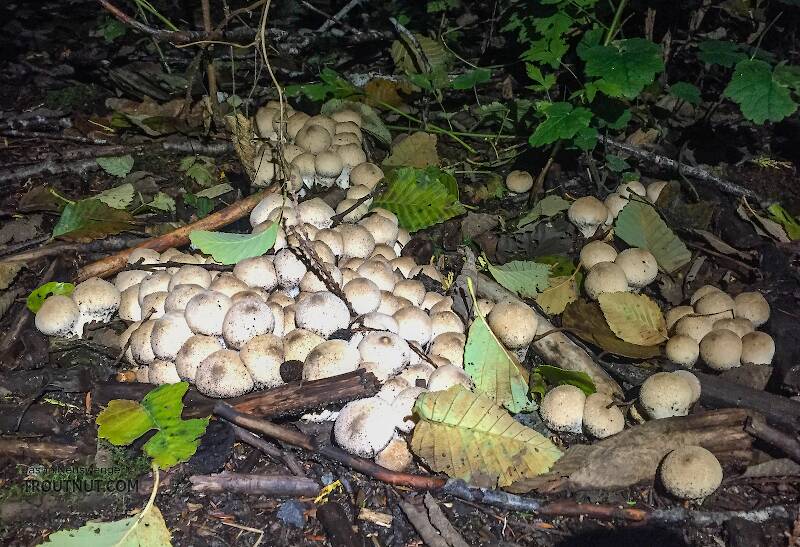 Big patch of edible puffballs.

From the Taylor River in Washington