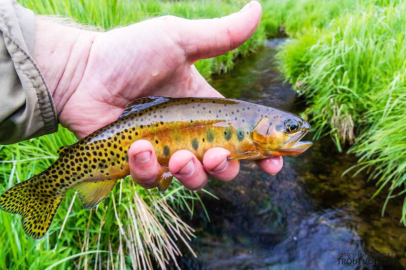Westslope Cutthroat Trout from a tiny, remote stream in Washington