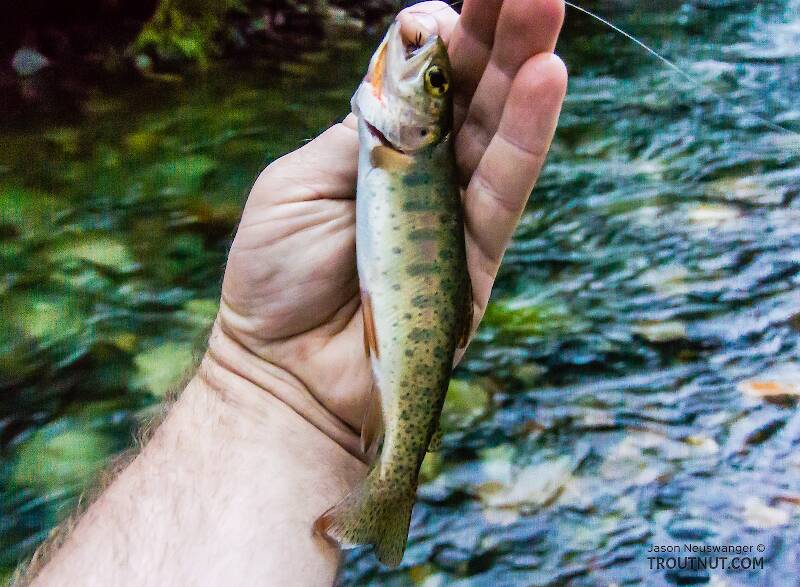 This was the first Westslope Cutthroat I caught in the South Fork Snoqualmie, which contains mostly Coastal Cutthroat.