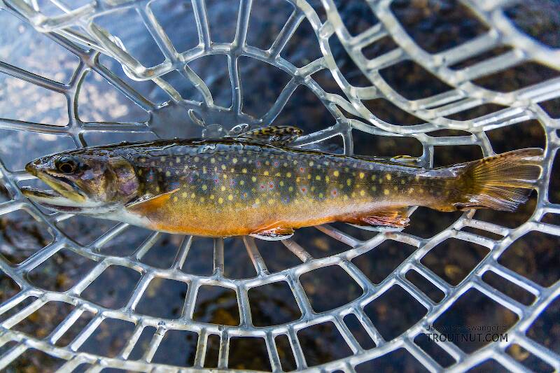 One of two nonnative Brook Trout I caught in this stream that held mostly Westslope Cutthroat.