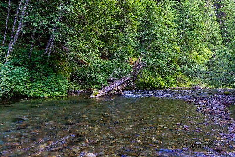 Huckleberry Creek

From Huckleberry Creek in Washington